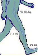 ניתוח הליכה שלב המגע הראשוני רגל+כף רגל