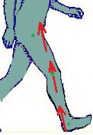 ניתוח הליכה שלב המגע הראשוני רגל+כף רגל ניתוח זוויות