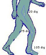 ניתוח הליכה שלב העמסת משקל, רגל+כף רגל ניתוח זוויות