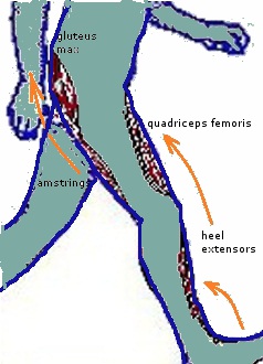 ניתוח הליכה שלב המגע הראשוני רגל+כף   עבודת שרירים 