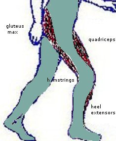 ניתוח הליכה שלב העמסת משקל, רגל+כף רגל ניתוח עבודת שרירים