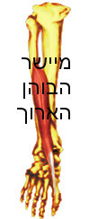 כף הרגל שריר הפלנטריס