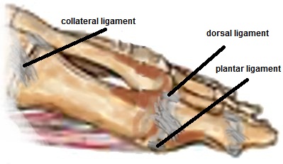 פרקים ועצמות בכף הרגל