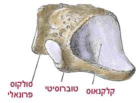 עצמות רצועות פרקים כף האמצעית