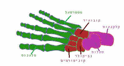 כף הרגל - עצמות כף הרגל, מבנה כף הרגל
