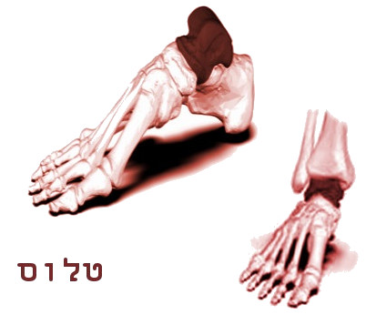 טלוס- מעצמות כף הרגל האחורית