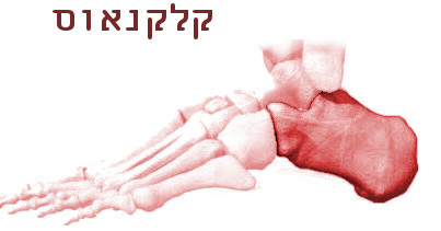 עצם הקלקנאוס- מעצמות כף הרגל האחורית