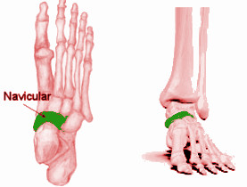 נביקולר- מעצמות כף הרגל  המרכזית