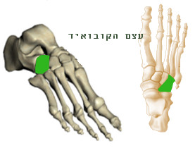 נביקולר- מעצמות כף הרגל המרכזית