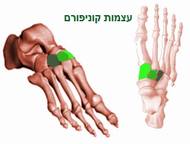 עצמות הקוניפורם- מעצמות כף הרגל המרכזית