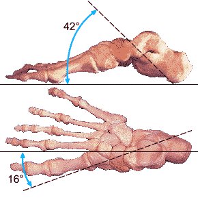 עצמות פרקים ורצועות מדיאליות בכף הרגל