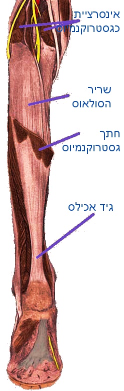 מבנה כף הרגל שריר הסולאוס