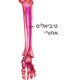 מבנה כף הרגל שריר גסטרוקנמיוס