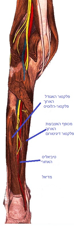 כף הרגל הקומפרטמנט האחורי