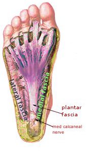 אנטומיה של הפסיה הפלנטרית - דורבן כף הרגל
