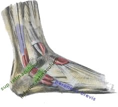 אנטומיה של כף הרגל ומיקום גידי הפרונאוס